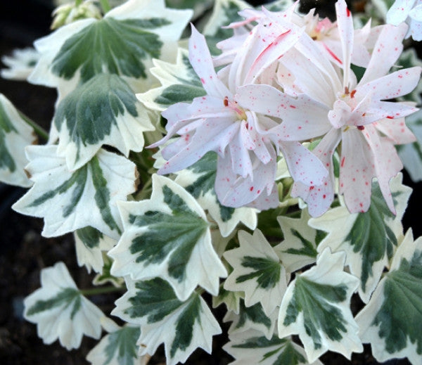 Picture of Silver Glitter