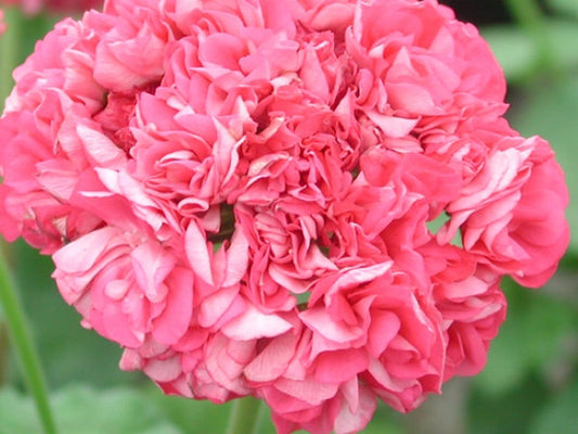 Picture of  Sister Henry