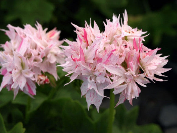 Picture of Snowbright