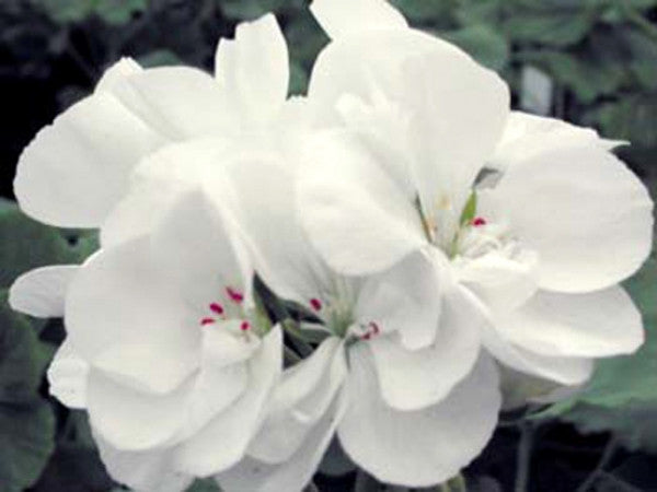 Picture of  Summer Cloud