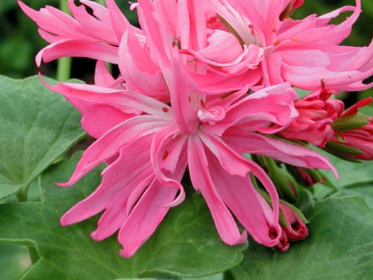 Picture of  Supa Nova