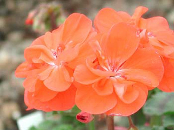 Picture of Sussex Gem