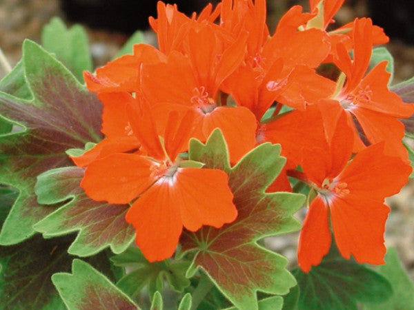 Picture of Vancouver Centennial