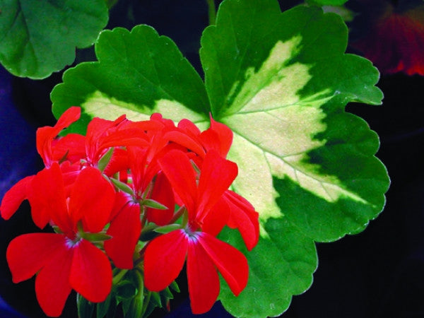 Picture of  A Happy Thought