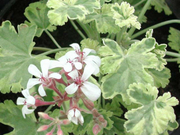 Picture of  Variegated Fragrans