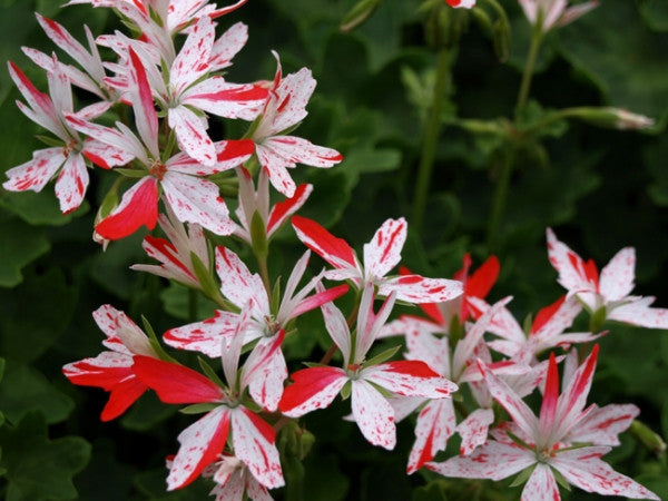 Picture of Vectis Glitter