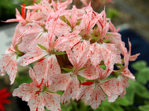 Picture of Vectis Starbright