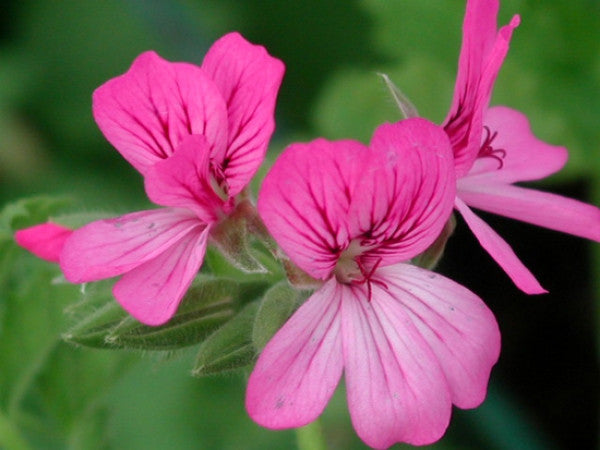 Picture of  Violet Unique