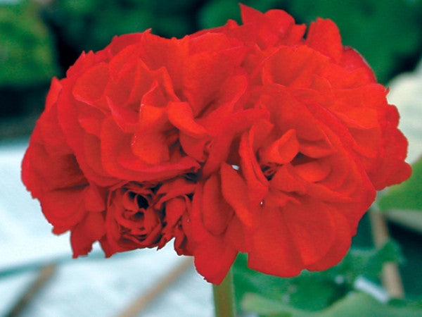 Picture of Wendy Jane