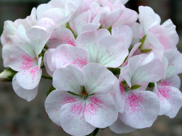 Picture of White Birds Egg