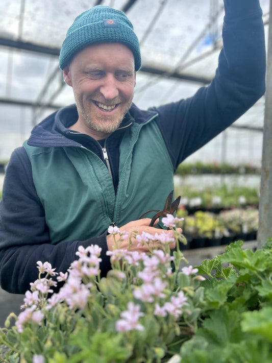 February is Always One of the Most Important Months in the Pelargonium Calendar