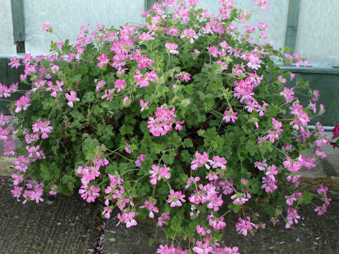 Over wintering your Pelargoniums