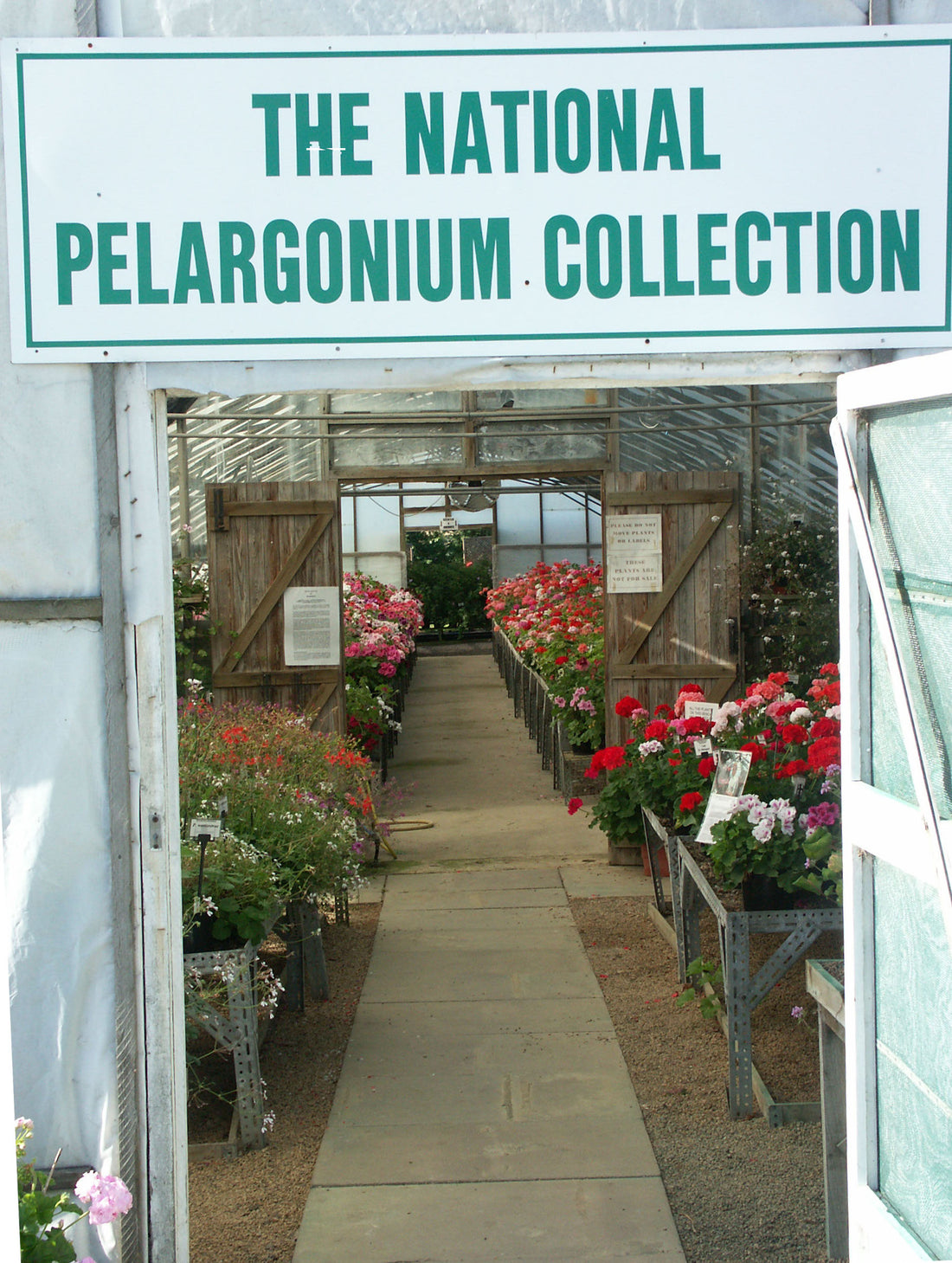 The National Collections of Pelargoniums & Hedera