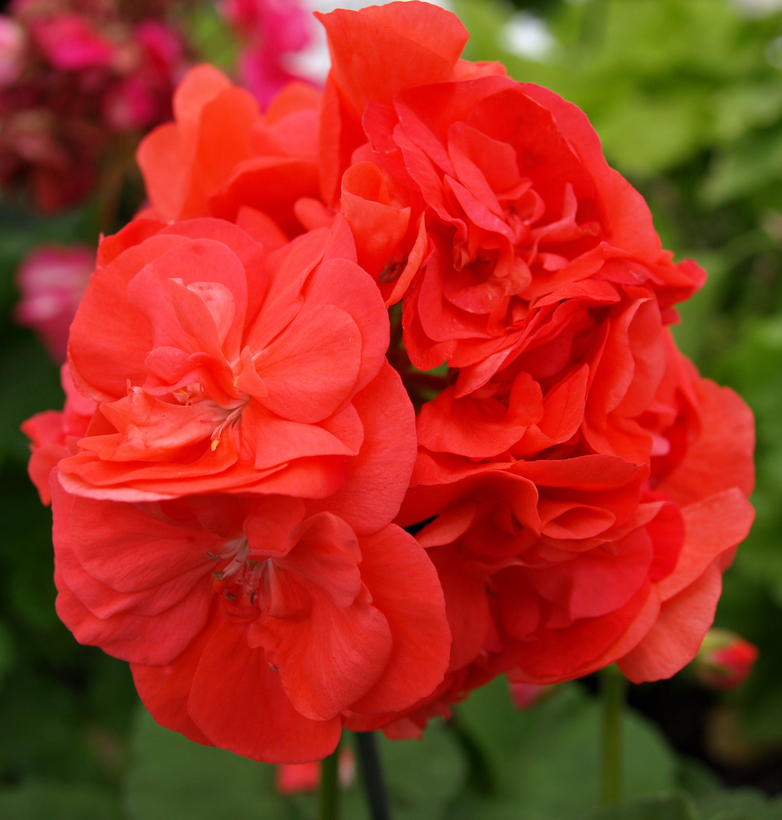 Dwarf Pelargoniums – Page 2 – Fibrex Nurseries