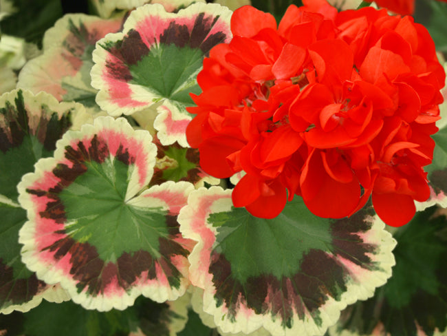 Variegated and Coloured Leaved Pelargoniums – Page 2 – Fibrex Nurseries