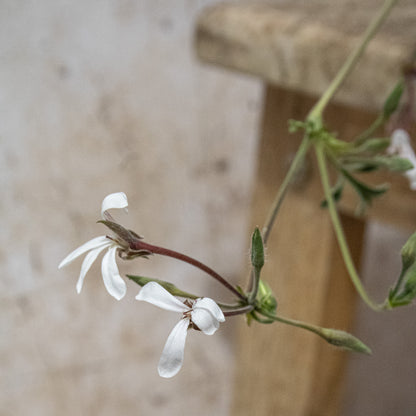 P. abrotanifolium