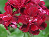 All Pelargoniums – Fibrex Nurseries