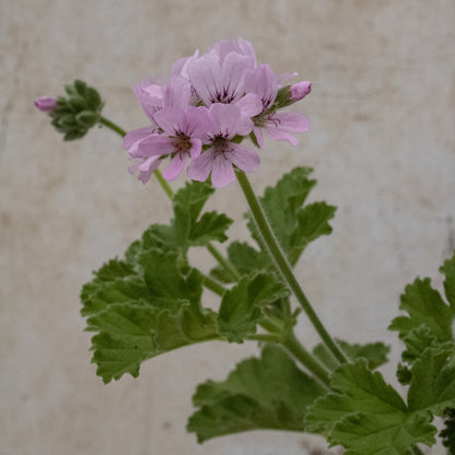 Attar of Roses