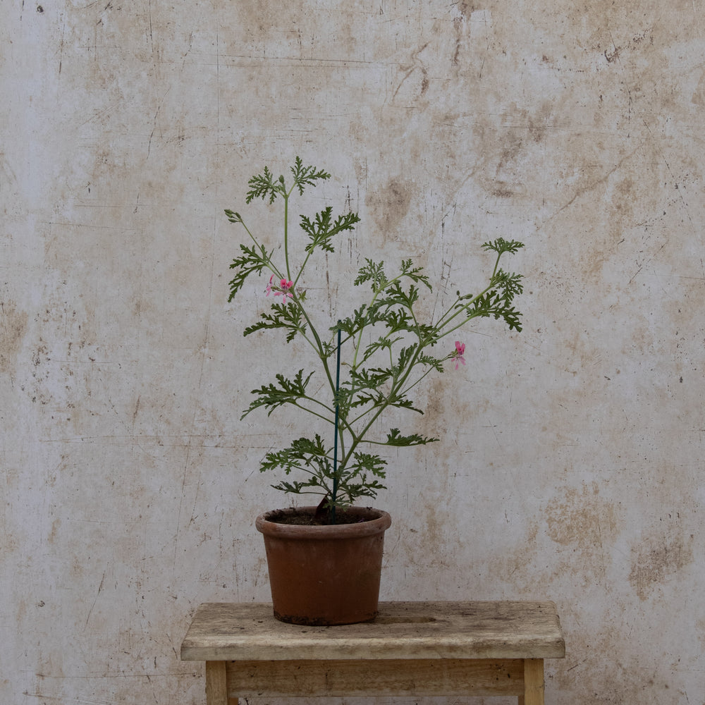P. Blandfordianum Roseum
