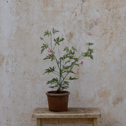 P. Blandfordianum Roseum