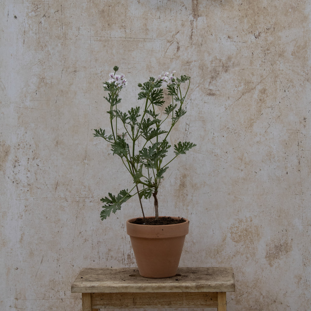 P. 'Blandfordianum Album'