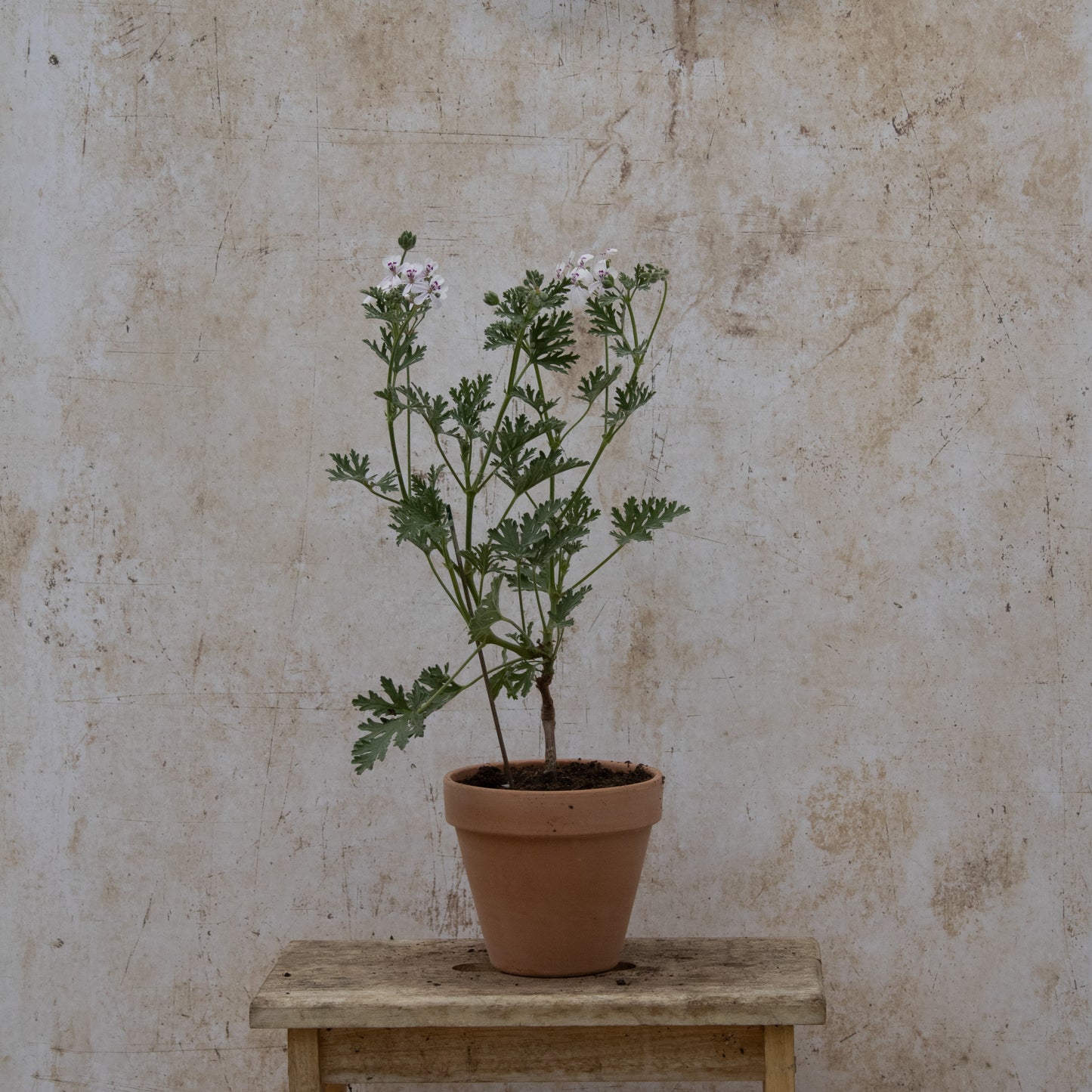P. 'Blandfordianum Album'