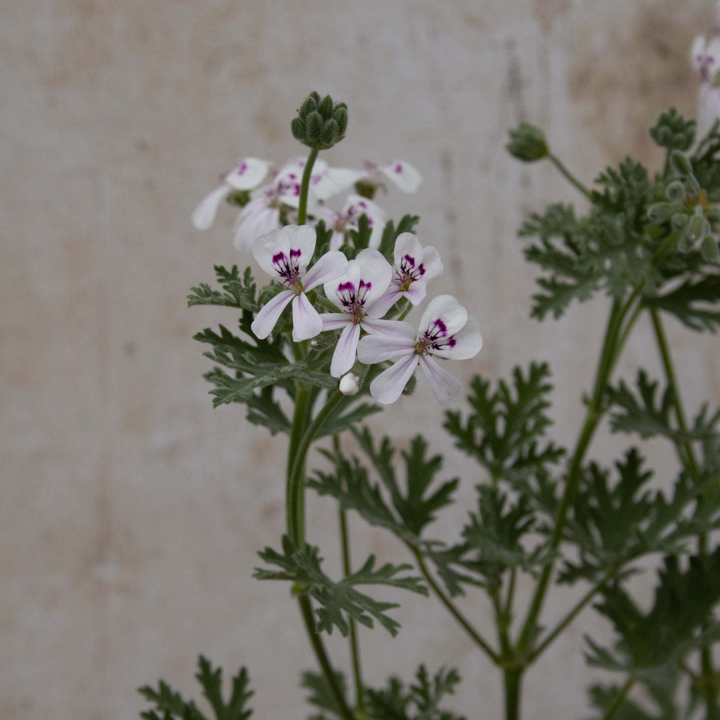 P. 'Blandfordianum Album'