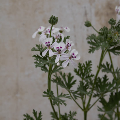P. 'Blandfordianum Album'