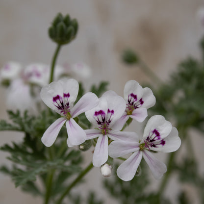 P. 'Blandfordianum Album'