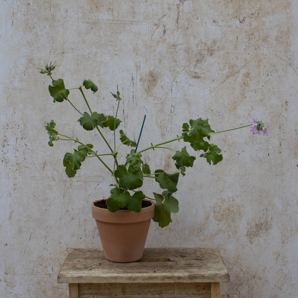 P. capitatum
