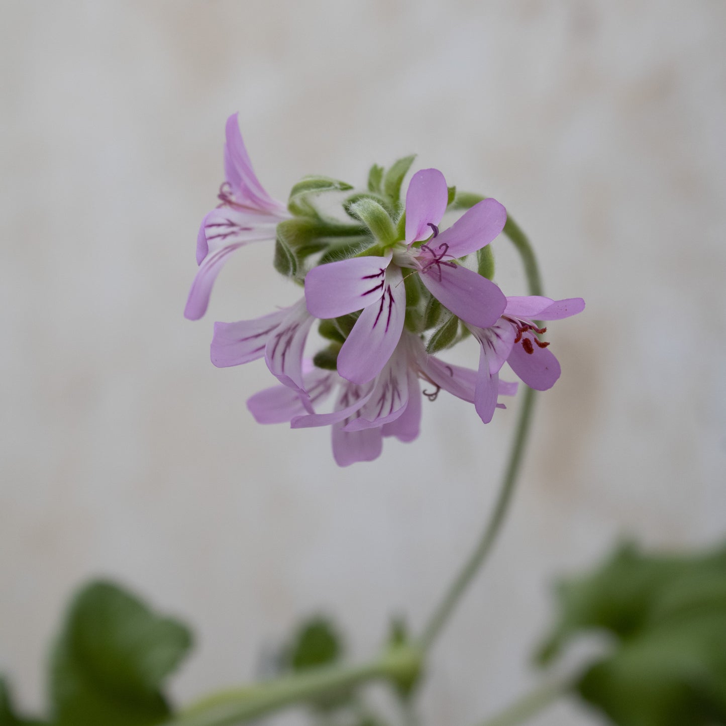 P. capitatum