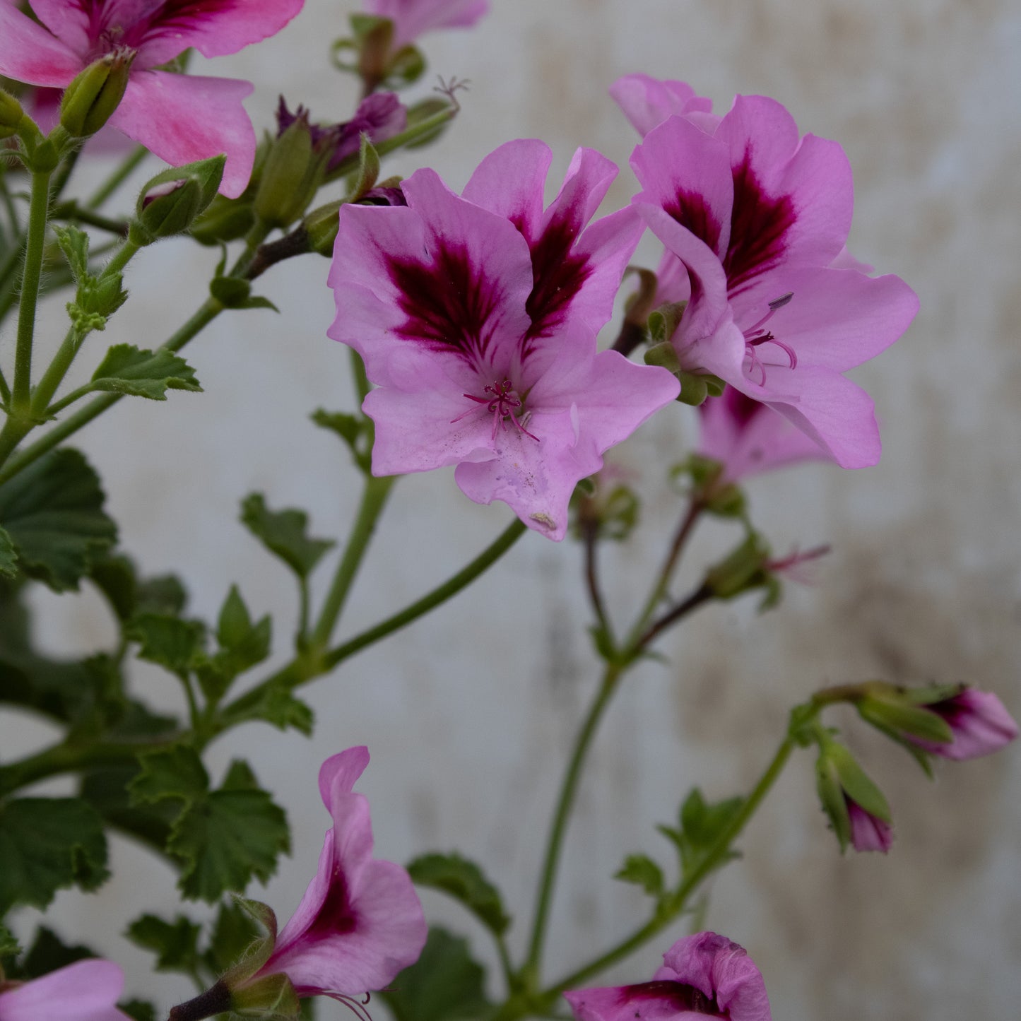 Catford Belle