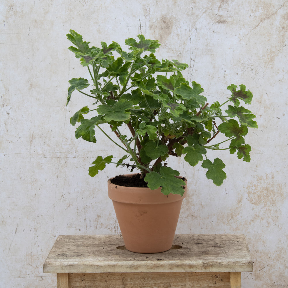 Chocolate Peppermint