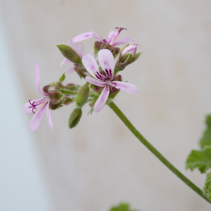 Chocolate Peppermint
