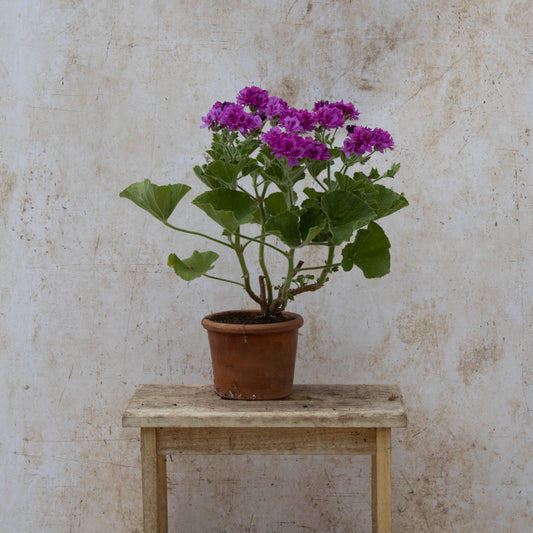 P. cucullatum Flore Plenum