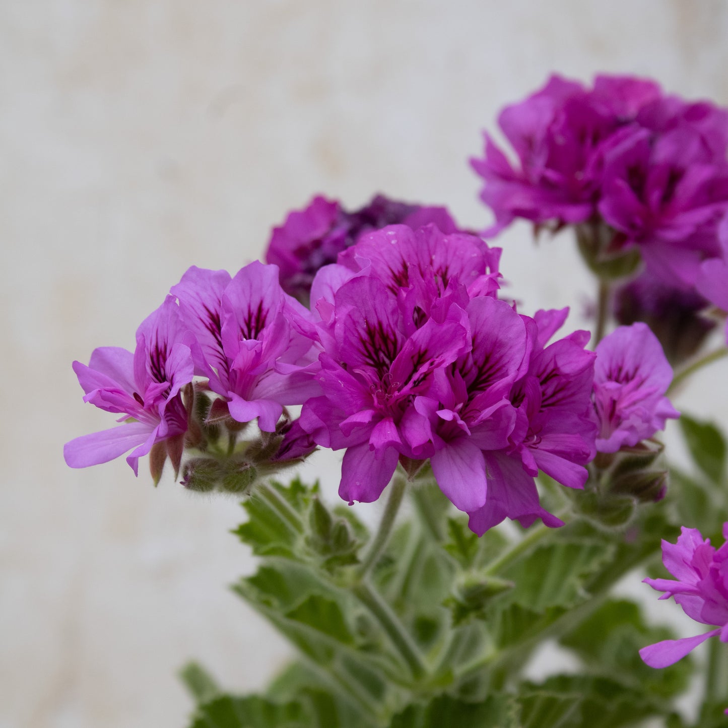 P. cucullatum Flore Plenum