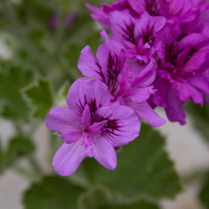 P. cucullatum Flore Plenum