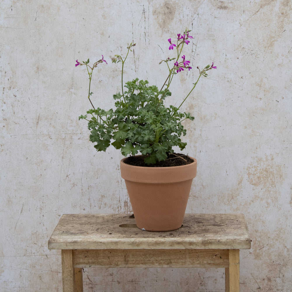 Deerwood Lavender Lad