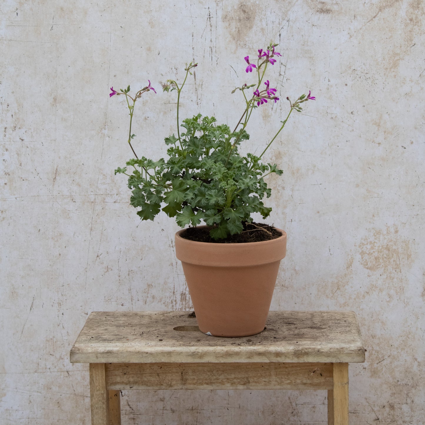 Deerwood Lavender Lad
