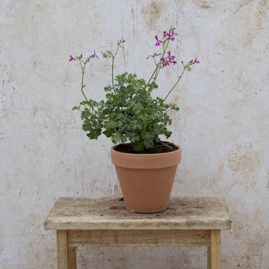 Deerwood Lavender Lad