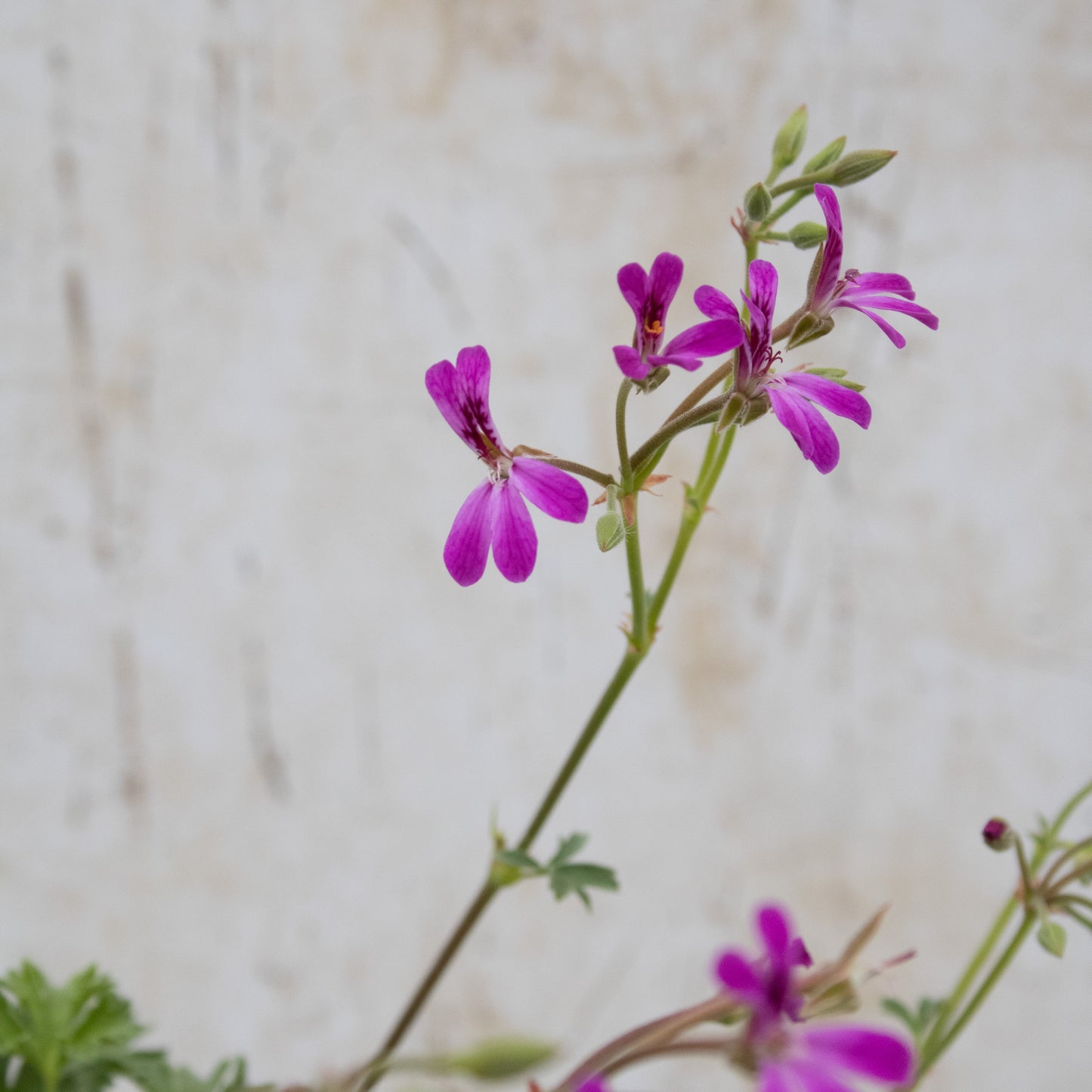 Deerwood Lavender Lad