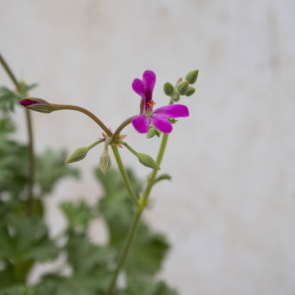 Deerwood Lavender Lad