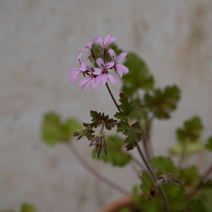 P. Deerwood Lavender Lass