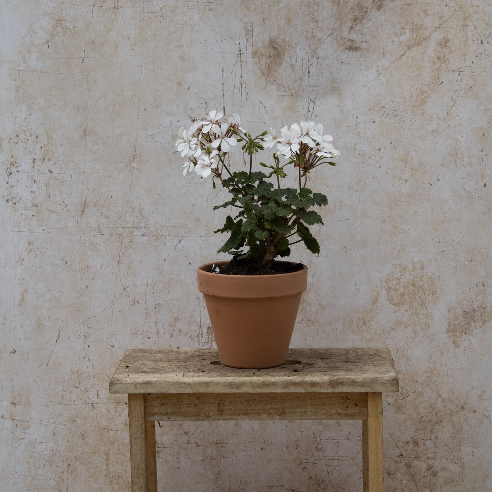 Dresden White