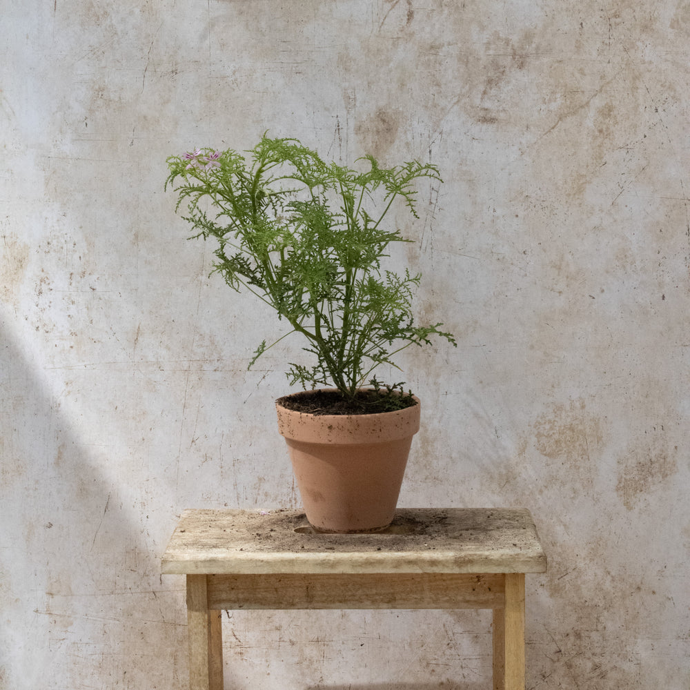 Fillicifolium