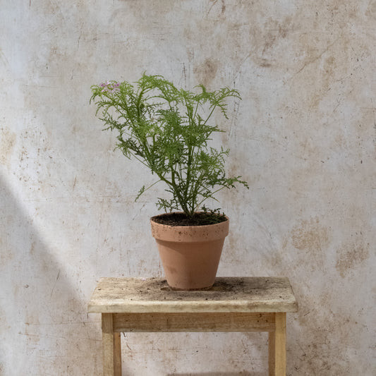Fillicifolium