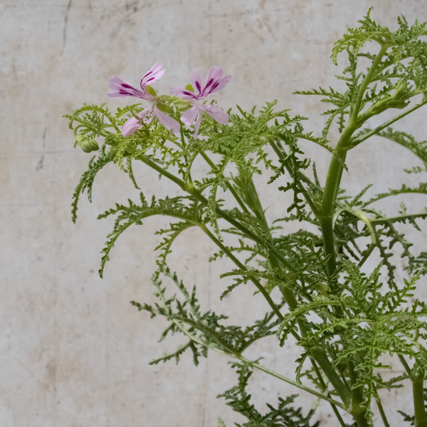 Fillicifolium
