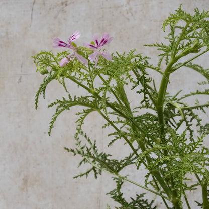 Fillicifolium