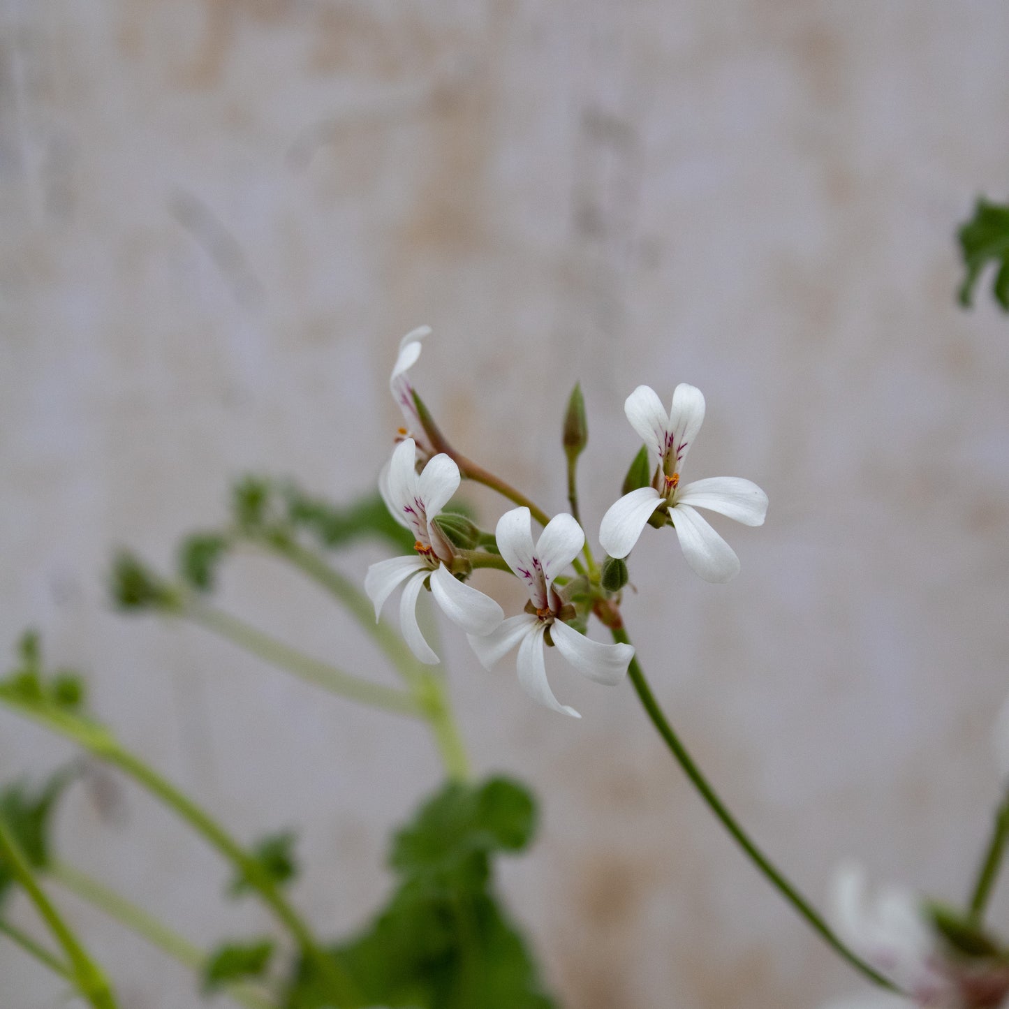 Fragrans