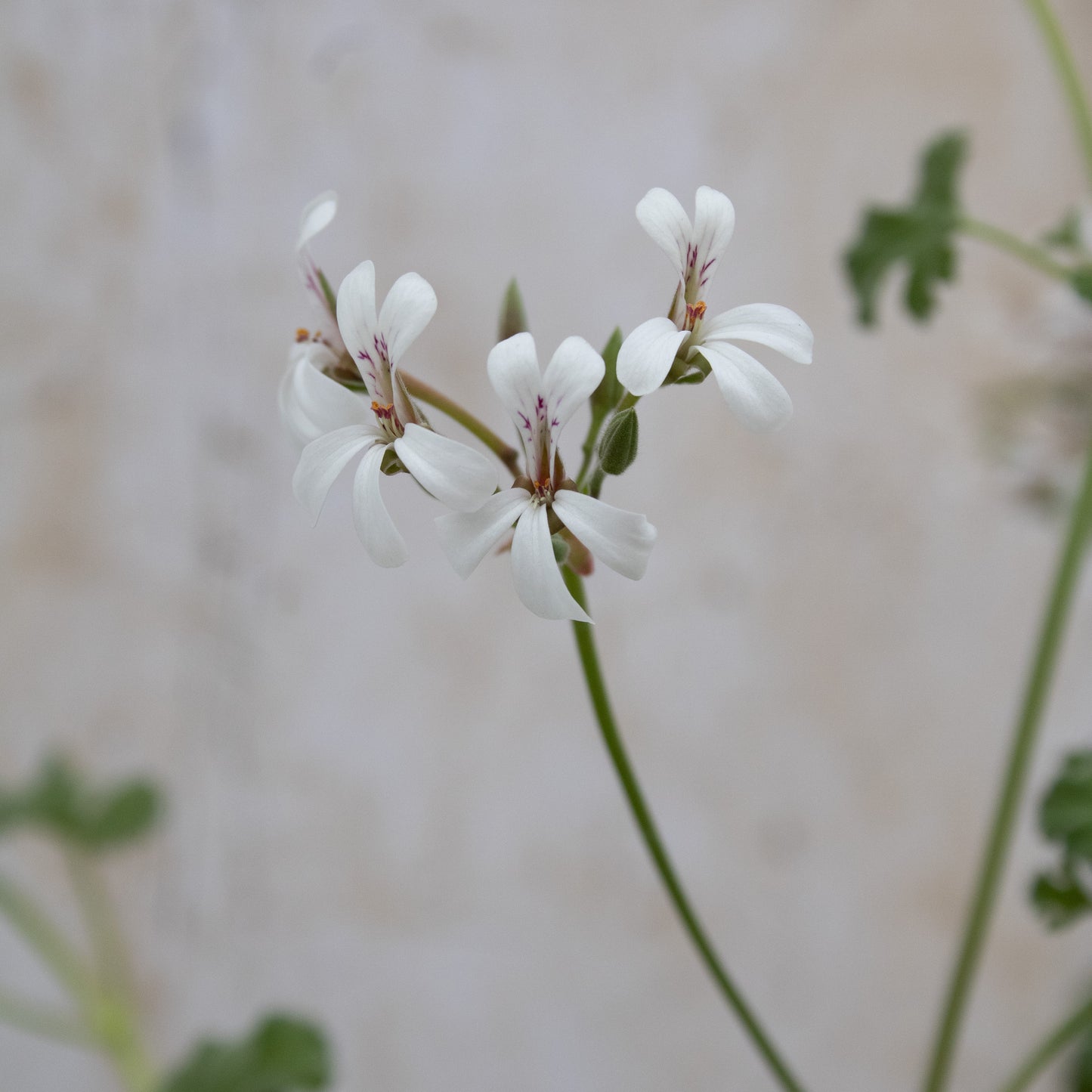 Fragrans